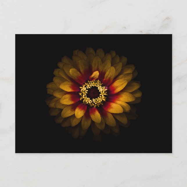 Backyard Flowers No 69 Color Version Postcard (Front)