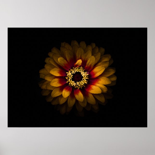 Backyard Flowers No 69 Color Version Poster (Front)