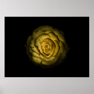 Backyard Flowers No 85 Color Version Poster