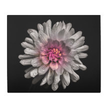 Backyard Flowers No 91 Color Version