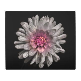 Backyard Flowers No 91 Color Version Metal Print