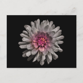 Backyard Flowers No 91 Color Version Postcard