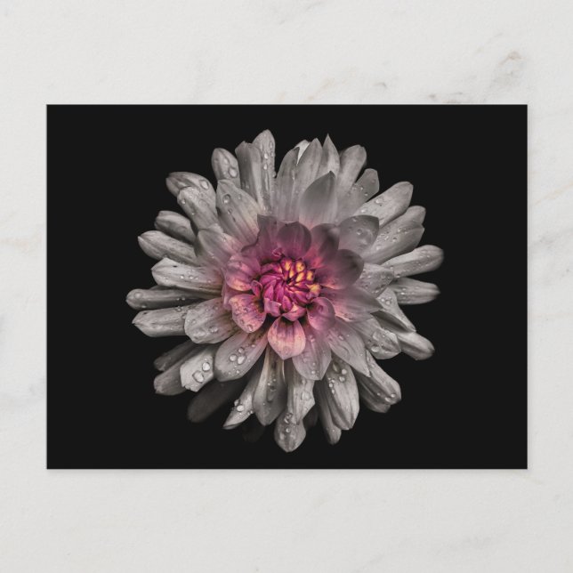 Backyard Flowers No 91 Color Version Postcard (Front)