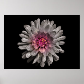 Backyard Flowers No 91 Color Version Poster