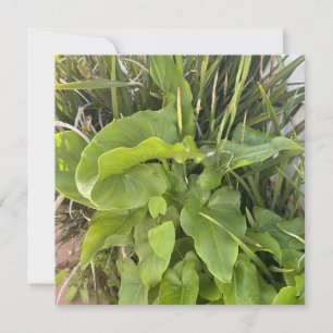 Backyard Garden Closeup Outdoor Nature Photo Note Card