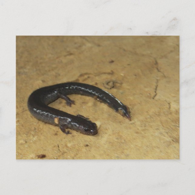 Backyard Salamander Postcard (Front)
