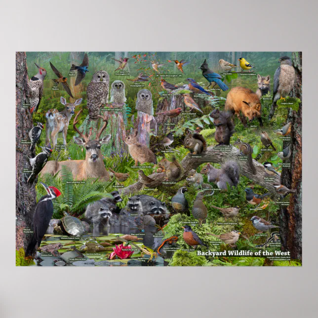 Backyard Wildlife of the West identification Poster | Zazzle