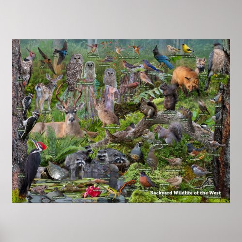 Backyard WIldlife of the West Poster