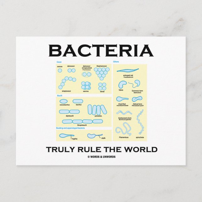 Bacteria Truly Rule The World (Morphology) Postcard (Front)