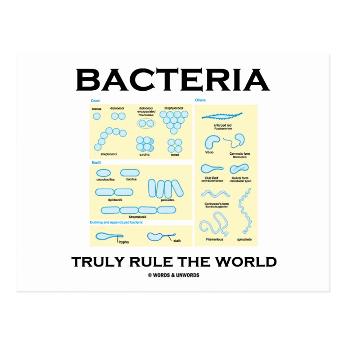 Bacteria Truly Rule The World (Morphology) Post Card