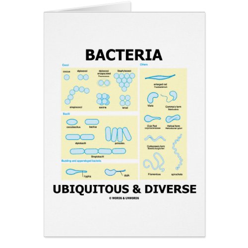 Bacteria Ubiquitous  Diverse Shapes  Sizes