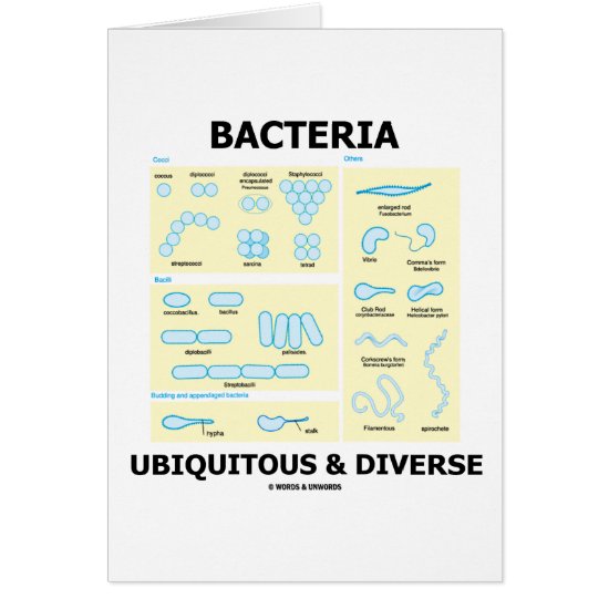 Bacteria Ubiquitous & Diverse (Shapes & Sizes)