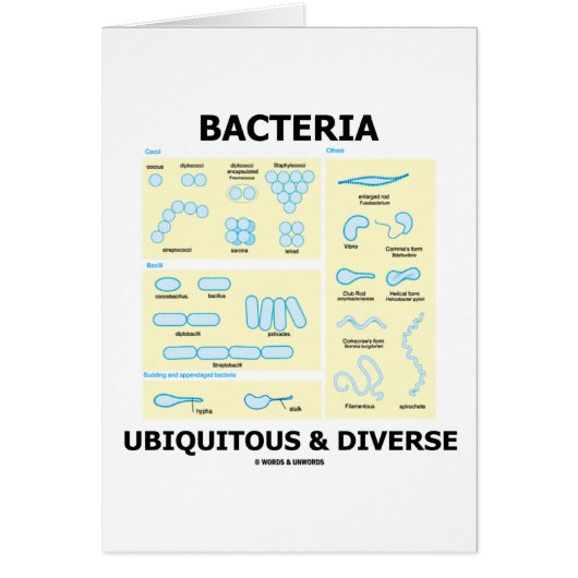 Bacteria Ubiquitous & Diverse (Shapes & Sizes) Cards (Front)