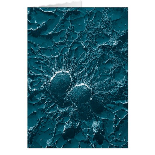 Bacterial cells of Staphylococcus Aureus Close Up Cards (Front)