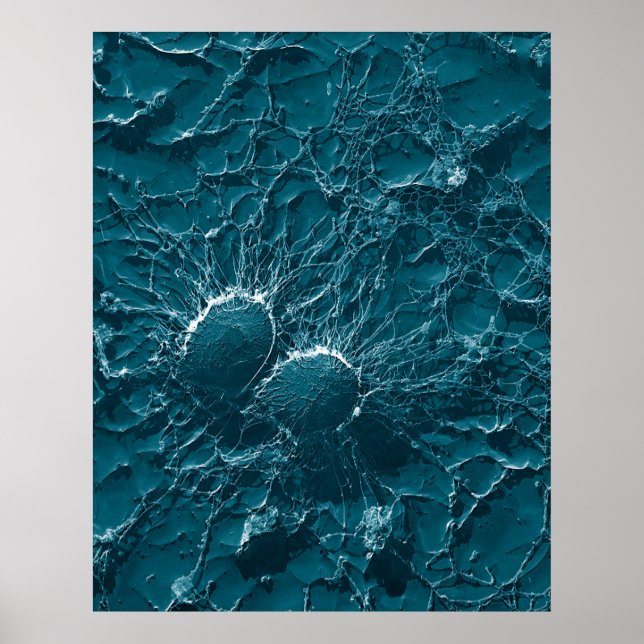 Bacterial cells of Staphylococcus Aureus Close Up Poster (Front)