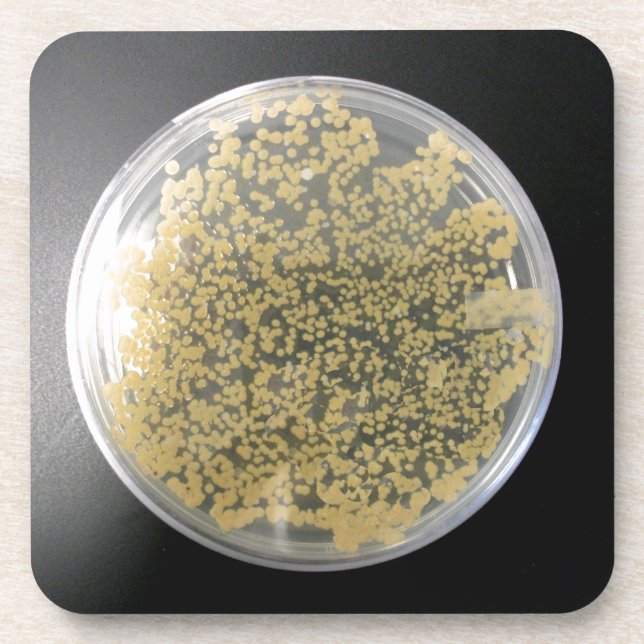 Bacterial Culture Plate Coasters (Front)
