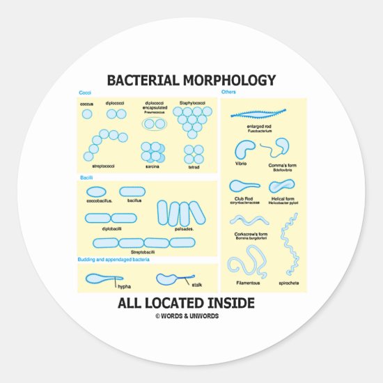 Bacterial Morphology All Located Inside (Bacteria) Classic Round Sticker