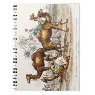 Bactrian Camel, Arabian Camel Or Dromedary, Dromed Notebook