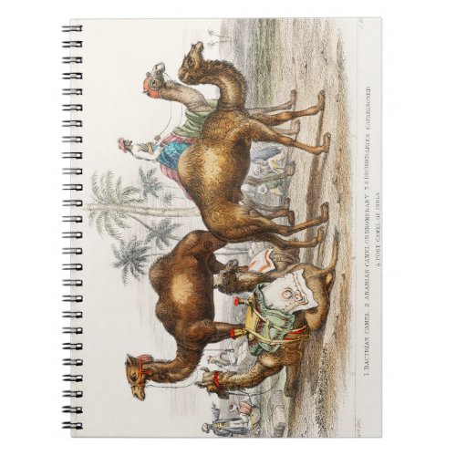 Bactrian Camel Arabian Camel Or Dromedary Dromed Notebook