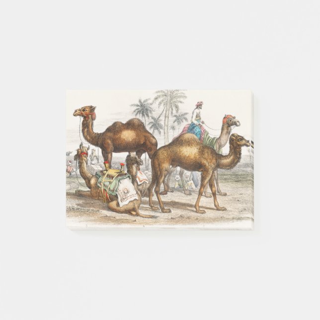 Bactrian Camel, Arabian Camel Or Dromedary, Dromed Post-it Notes (Front)