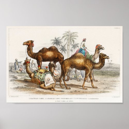 Bactrian Camel Arabian Camel Or Dromedary Dromed Poster