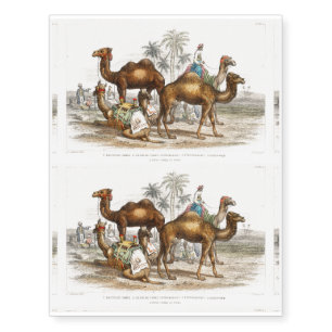 Bactrian Camel, Arabian Camel Or Dromedary Temporary Tattoos