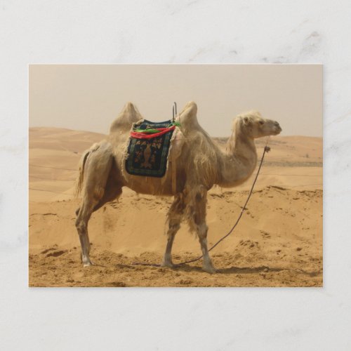 Bactrian Camel Mongolia Postcard
