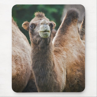 Bactrian Camel Mousemat Mouse Pad