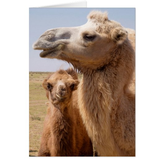 Bactrian Camel Portrait Cards (Front)