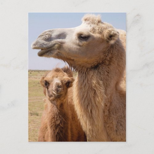 Bactrian Camel Portrait Postcard