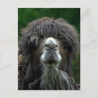 Bactrian camel postcard