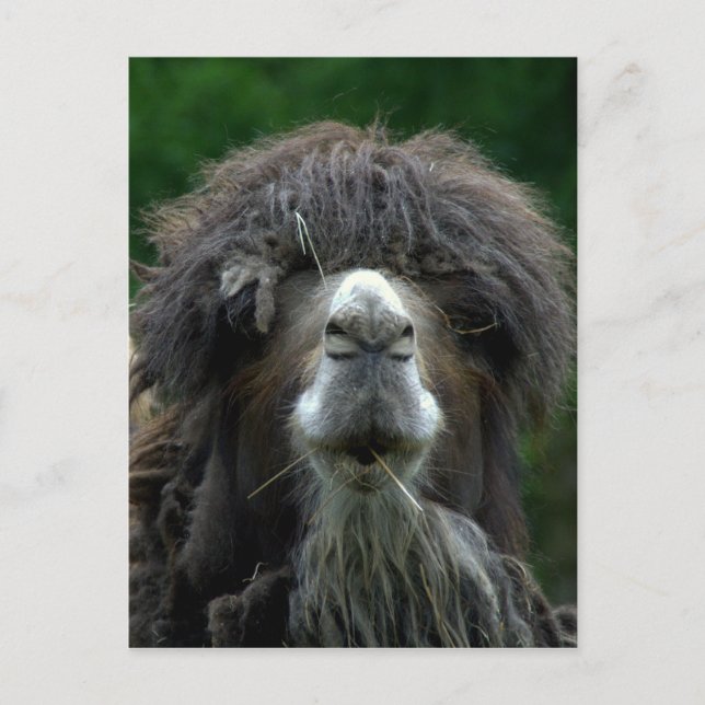 Bactrian camel postcard (Front)