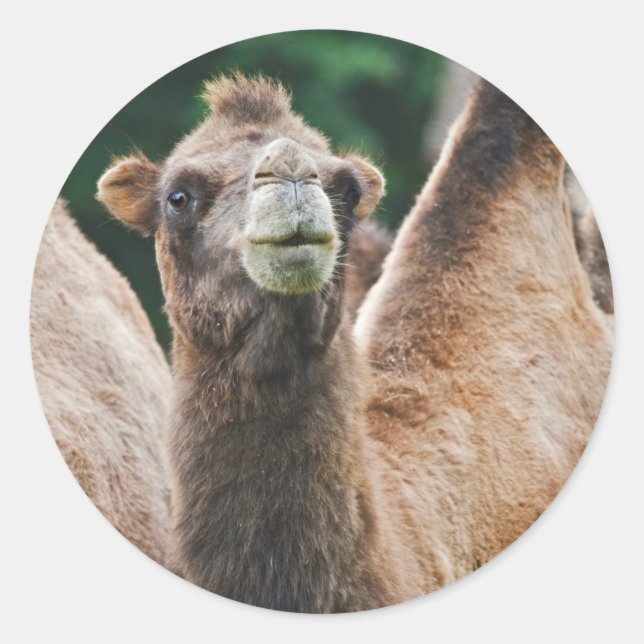 Bactrian Camel Sticker (Front)