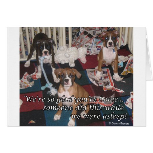 Bad boxer puppies card (Front Horizontal)