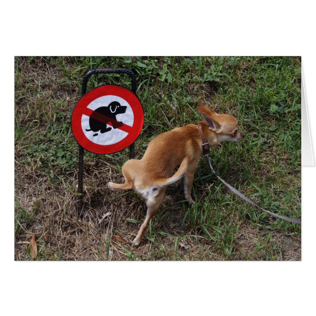 Bad Chihuahua Puppy Cards (Front Horizontal)