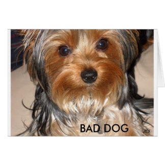 Bad Dog Cards