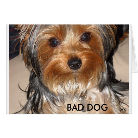 Bad Dog Cards (Front Horizontal)