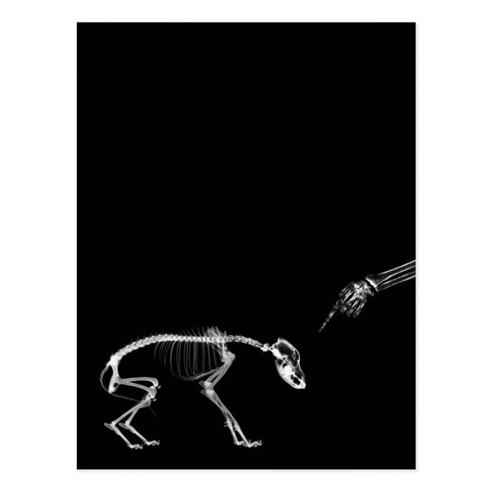 Bad Dog X Ray Skeleton in Black & White Post Card
