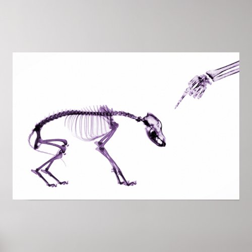 Bad Dog Xray Skeleton White Purple Poster