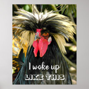 Funny Rooster Posters Prints Zazzle