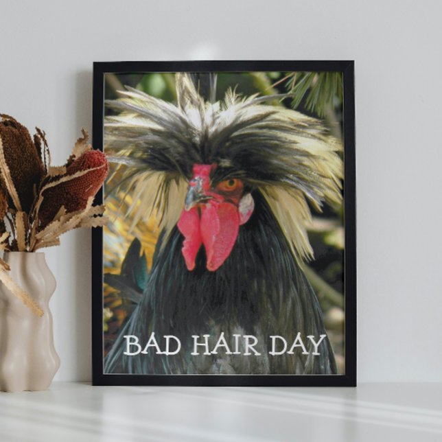 Bad Hair Day Chicken Meme Photo Print (In Situ Framed)