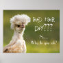 Bad Hair Day Chicken Poster