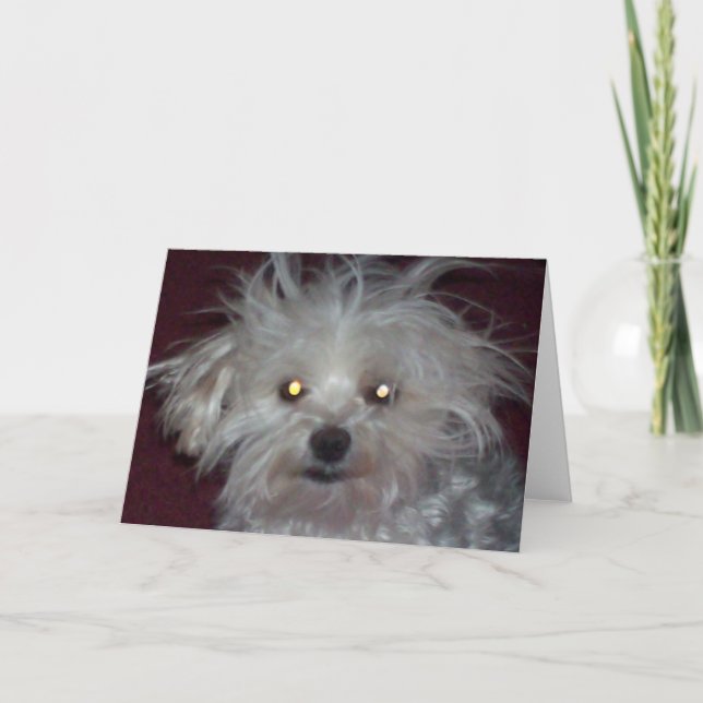 Bad Hair Day - Dog and People Humor Card (Front)