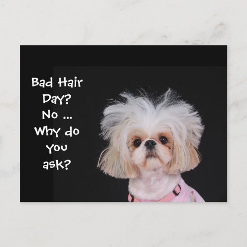 Bad Hair Day Postcard