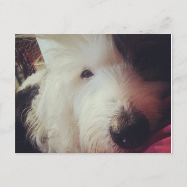 Bad Hair Day! Postcard (Front)