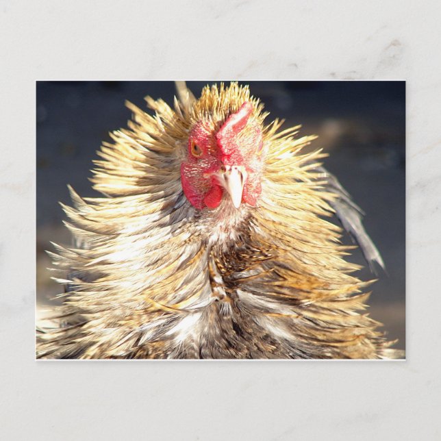 Bad Hair Day Postcard (Front)