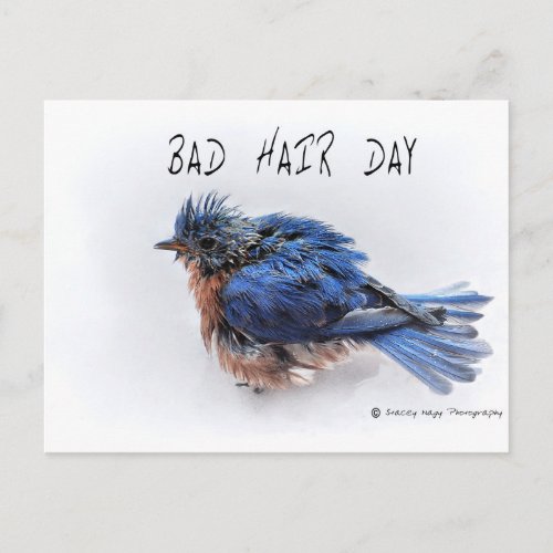 Bad Hair Day Postcard