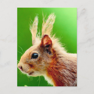 Bad hair day squirrel postcard