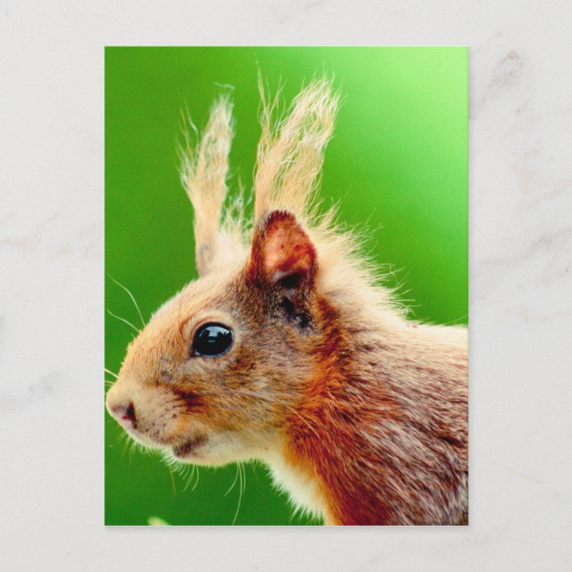 Bad hair day squirrel postcard (Front)