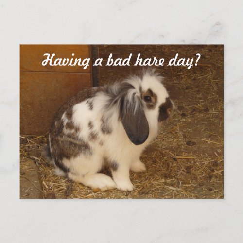 Bad Hare Day Postcard